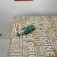 mazot-sicaklik-musuru-renault-clio-kangoo-1-5-7701206904-350.jpeg
